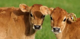 Farmed calves