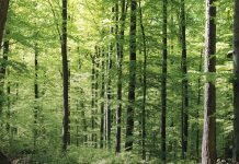 Next-generation optimisation of forest data for better forest management