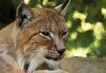 Lynx Trust UK works to reintroduce the lynx