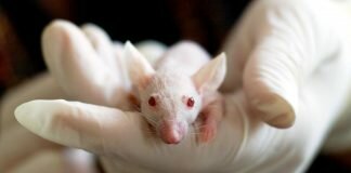 European Parliament calls for worldwide ban on cosmetics testing on animals