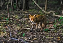 Rewilding Europe for biodiversity and conservation