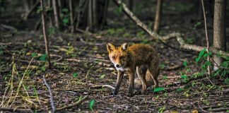 Rewilding Europe for biodiversity and conservation