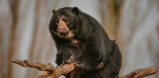 The Darwin Initiative is helping to save the Andean bear
