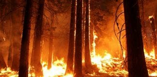 EU mobilises 360 volunteers to fight forest fires in Sweden