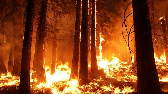 EU mobilises 360 volunteers to fight forest fires in Sweden