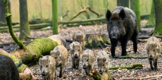 Danish anti-boar fence and African swine fever