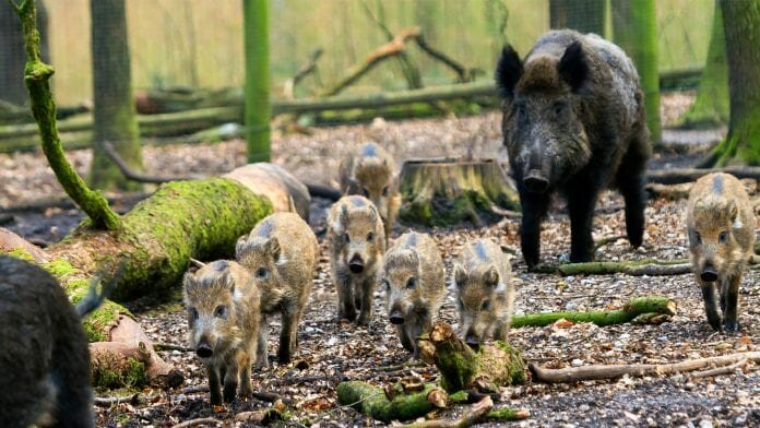 Danish anti-boar fence and African swine fever