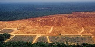 deforestation linked to inequality