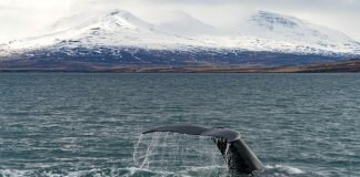 iceland whaling letter