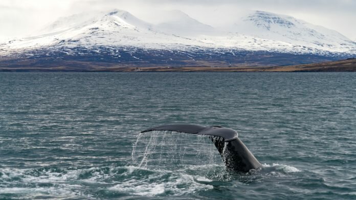 iceland whaling letter