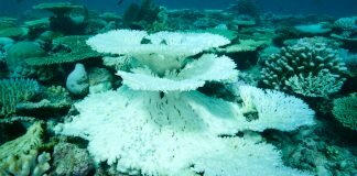 coral bleaching effects on biodiversity