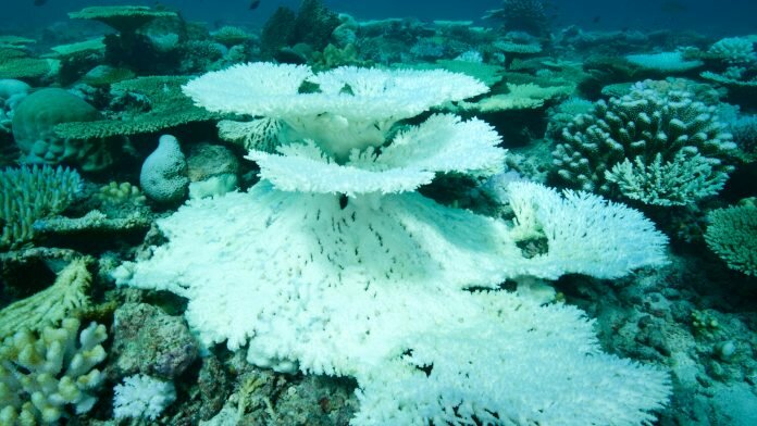 coral bleaching effects on biodiversity