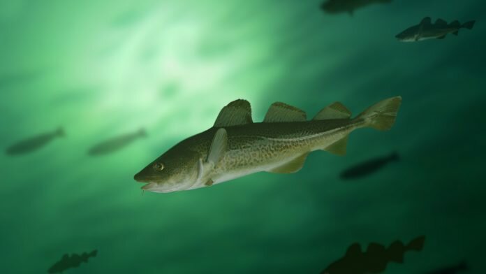 eastern baltic cod