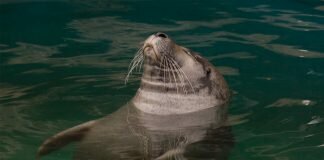 scottish seal deaths