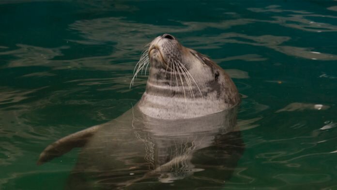 scottish seal deaths