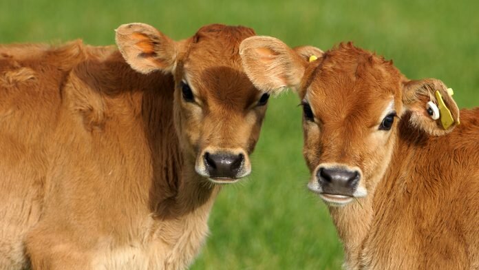 Farmed calves
