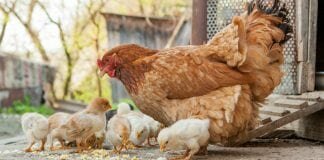 animal feed nutrition control