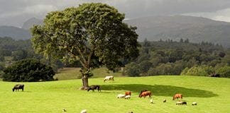 countryside productivity small grants scheme