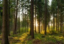 sustainable forest management