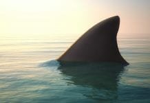 shark fin trade initiative