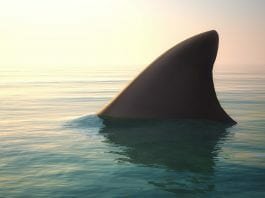 shark fin trade initiative